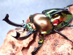 画像1: ★セール！ニジイロクワガタ♂５９mmペア★