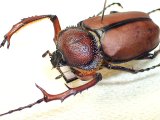 ★セール！ダビディスヒメテナガコガネ♂３７mm標本★