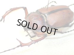 画像1: ★セール！ダビディスヒメテナガコガネ♂３７mm標本★