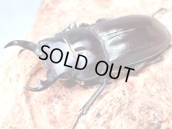 画像1: ★セール！トクノシマコクワ♂３４mmペア★