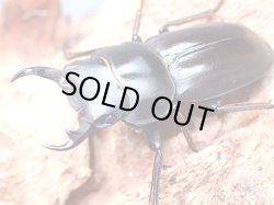 画像1: ★セール！トクノシマコクワ♂３５mmペア★