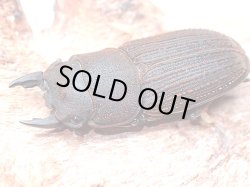 画像1: ★セール！貴重！ヤマトサビクワガタ♂２６mmペア★