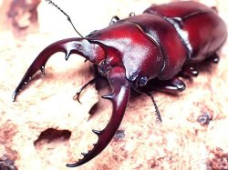 画像1: ★セール！貴重！西表島産ヤエヤマノコギリ／幼虫４頭セット★