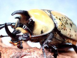 画像1: ★Dy,ティティウス♂４５mmペア★