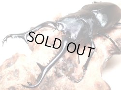 画像1: ★セール！フローレス産P,ギラファ／幼虫４頭セット★