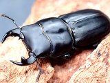 ★セール！イタリア産ムシモンオオクワガタ♂３１mmペア★