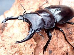 画像1: ★セール！長歯形！／中国産Ｐ,スペンス♂４６mmペア★