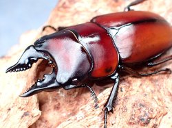 画像1: ★P,アンティローペ♂４２mmペア★