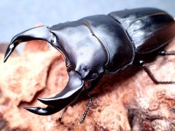 画像1: ★セール！貴重！ＤＣＨ-Ｈ５血統！Ｄ,ホペイ♂６８mmペア★