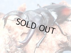 画像1: ★セール！貴重！サヌチフタマタクワガタ♂７５mmペア★