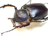 ★セール！トルコヒメテナガコガネ♂３３mm標本★