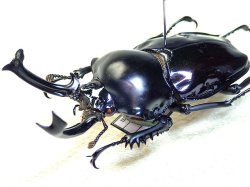 画像1: ★ダーク系！ニジイロクワガタ♂６０mm標本★