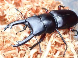 画像1: ★ＷＤ！氷ノ山産アカアシクワガタ４７mmペア★