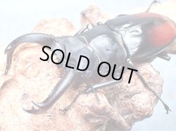 画像1: ★セール！貴重！サヌチフタマタクワガタ♂７０mmペア★