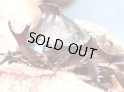 画像1: ★セール！サビイロカブト♂３７mmペア★