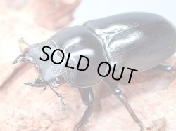 画像1: ★セール！アルナーチャル産／D,ネパレンシス♀４２mm単品★