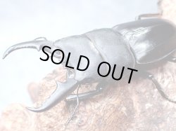 画像1: ★京都産ヒラタクワガタ／３令幼虫ペア★