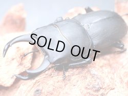 画像1: ★セール！ＷＤ！氷ノ山産ヒメオオクワガタ♂４４mmペア★