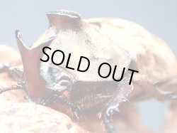 画像1: ★セール！サビイロカブト♂３３mmペア★