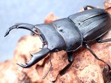 ★セール！奄美大島産スジブトヒラタクワガタ♂５８mmペア★