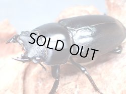 画像1: ★アルナーチャル産／D,ネパレンシス♀３８mm単品★