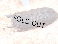 画像1: ★セール！貴重！ヤマトサビクワガタ♂２３mmペア★