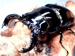 画像1: ★Ｍ,タランドゥス／幼虫４頭セット★