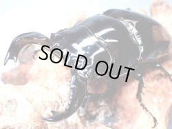 画像1: ★Ｍ,タランドゥス／幼虫４頭セット★