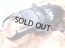 画像1: ★セール！貴重！西表島産／赤翅血統サキシマヒラタクワガタ♂７４mmペア★