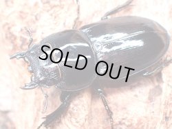 画像1: ★セール！赤翅血統！Ｂ型ハチジョウヒラタクワガタ♀３３mm単品★