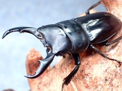 画像1: ★赤翅血統！Ｂ型ハチジョウヒラタクワガタ♂５０mmペア★