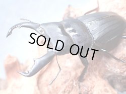 画像1: ★奄美大島産スジブトヒラタクワガタ♂５６mmペア★