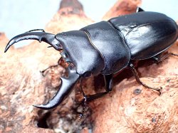 画像1: ★セール！久米島産！オキナワヒラタクワガタ♂５８mmペア★