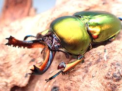 画像1: ★セール！La,ラトレイユ♂３３mmペア★