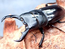 画像1: ★赤翅血統！Ｂ型ハチジョウヒラタクワガタ♂４６mmペア★