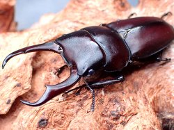 画像1: ★セール！南紀大島産コクワガタ♂４７mmペア★