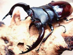 画像1: ★Hx,フォルスターsspキヨタミ／幼虫４頭セット★