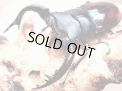 画像1: ★Hx,フォルスターsspキヨタミ／幼虫４頭セット★