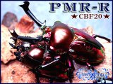 ★今期最高種親ＰＭＲ-Ｒ血統！ニジイロクワガタ／幼虫４頭セット★