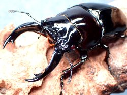 画像1: ★Ｍ,レギウス／幼虫４頭セット★