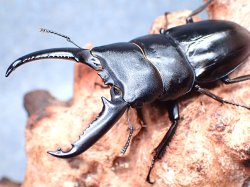 画像1: ★美形！ＷＤ！ツシマヒラタクワガタ♂６６mmペア★