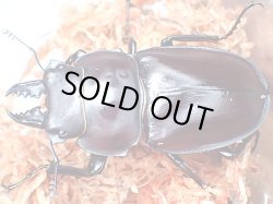 画像1: ★セール！西表島産！ヤエヤママルバネクワガタ♂４２mmペア★