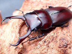 画像1: ★セール！南紀大島産コクワガタ♂４０mmペア★