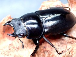 画像1: ★セール！アルナーチャル産／D,ネパレンシス♀４２mm単品★