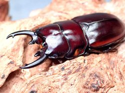 画像1: ★セール！P,トレス♂３８mmペア★