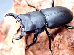 画像1: ★セール！ＷＤ！氷ノ山産ヒメオオクワガタ♂３４mmペア★