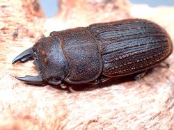 画像1: ★貴重！ヤマトサビクワガタ♂２７mmペア★