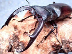 画像1: ★Hx,マンディブラリス♂９２mmペア★