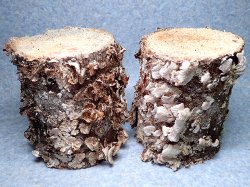 画像1: ★良質３L！ブナカワラ材／２本セット★