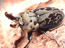 画像1: ★セール！ムナコブクワガタ♂２５mmペア★